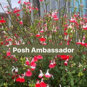 I’m a Posh Ambassador and once a month I give out an item for nearly nothing!